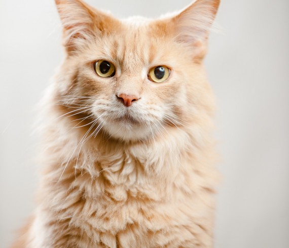 chat Maine coon